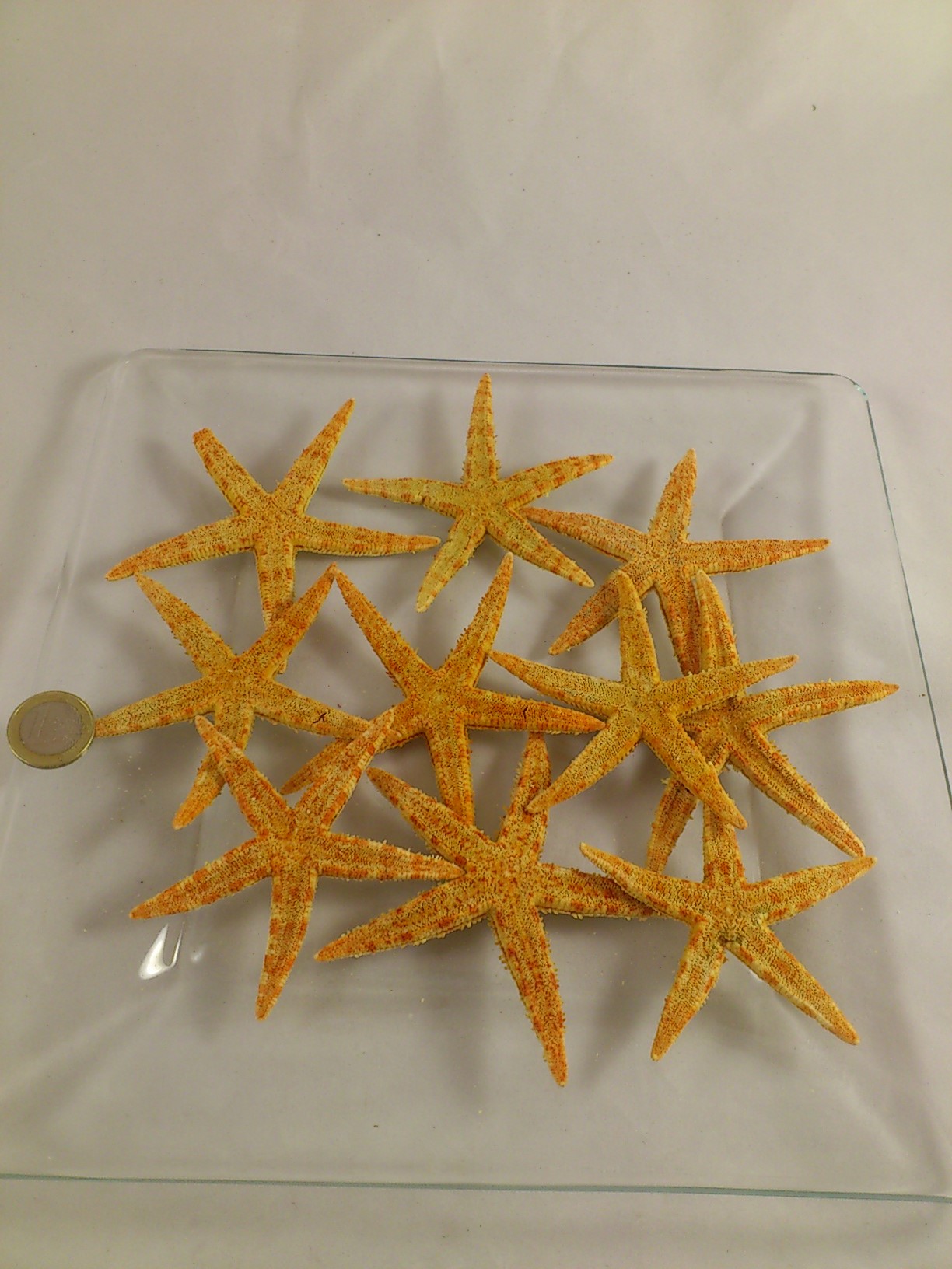 Seestern 7-10 cm (sugar starfish) 10 st.